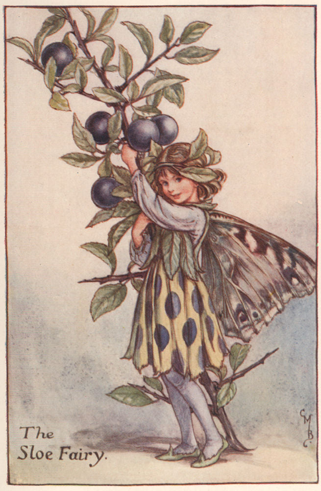 Sloe Fairy by Cicely Mary Barker. Autumn Flower Fairies c1935 old print